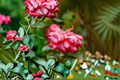 Impatient Floribunda Rose 3 Gal Live Plant - Orange Red Blooms