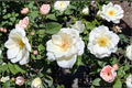 White Lightnin Grandiflora Rose Bush - 2 Gal Live Plant, White Blooms