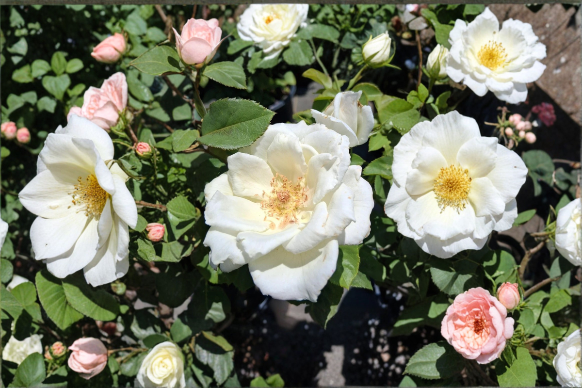 White Lightnin Grandiflora Rose Bush - 2 Gal Live Plant, White Blooms
