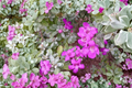 Texas Sage Leucophyllum frutescens - 3 Gal Live Evergreen Shrub with Purple Blooms
