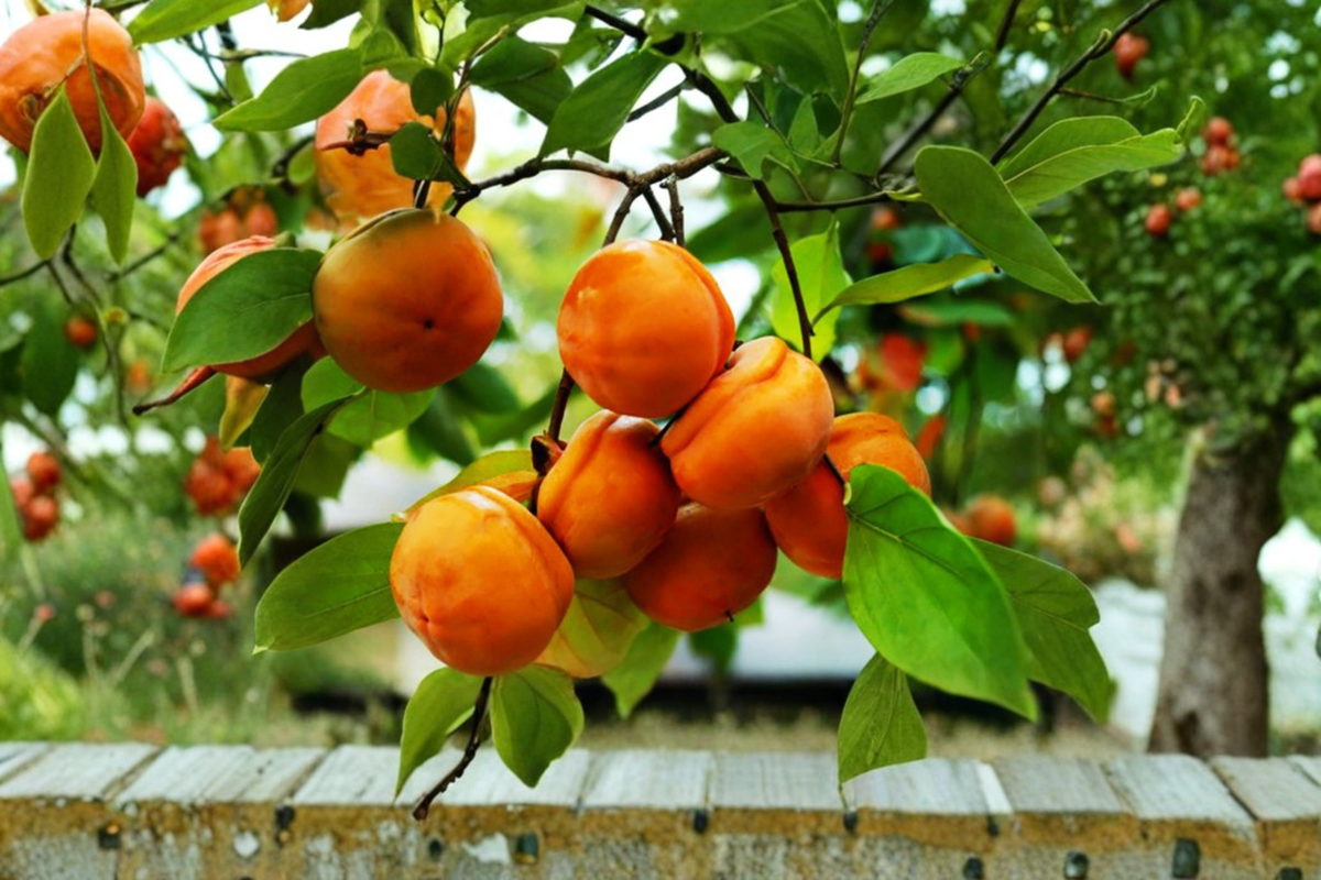 Tamopan Persimmon Tree 4–6 Ft Live Plant – Diospyros kaki