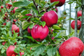 Pink Lady Apple Tree 4-6 ft Live Plant – Mature Backyard Orchard Apple Tree