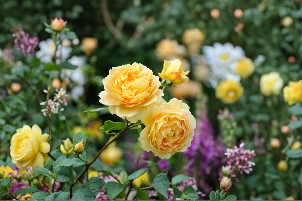 Golden Masterpiece Yellow Rose - 2 Gal Live Bush