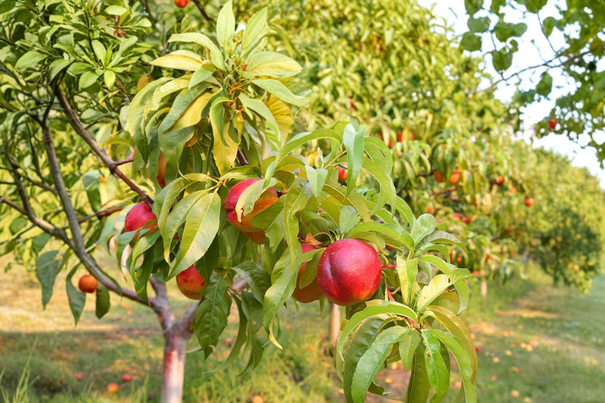 May Fire Nectarine Tree – 4–6 ft Live Plant, Self-Fertile, Full Sun, Backyard Orchard