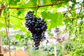 Black Monukka Seedless Grape Vine – 3 Gallon Live Plant, Vitis vinifera