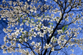 White Flowering Dogwood Tree 4-5 ft | 5 Gal Live Plant, Ornamental Tree for Landscape