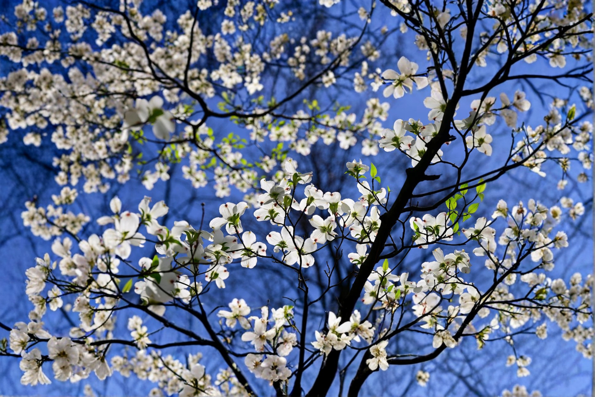 White Flowering Dogwood Tree 4-5 ft | 5 Gal Live Plant, Ornamental Tree for Landscape