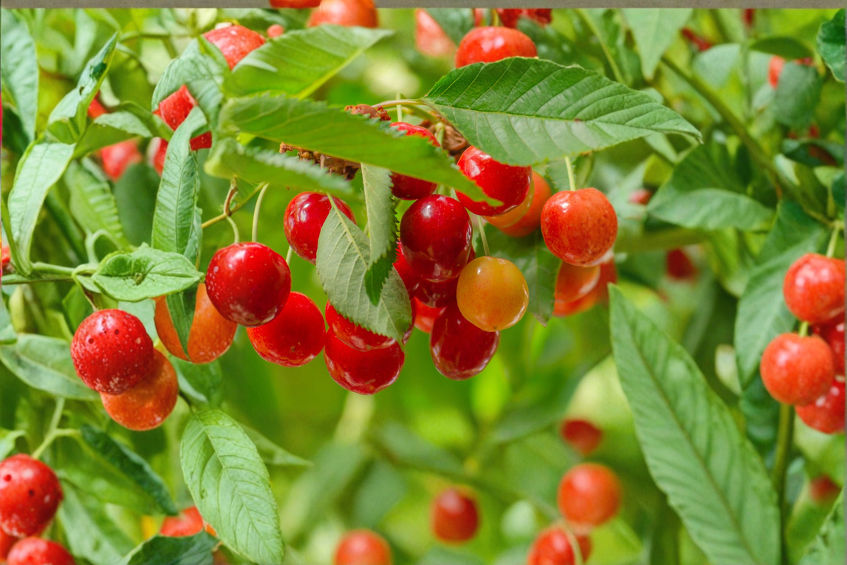 Lapins Cherry Tree Live Plant - 4 ft Lapins Prunus avium | Sweet Cherry