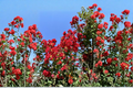 Dynamite Crape Myrtle Lagerstroemia indica ‘Dynamite’ 4–6 ft Live Tree