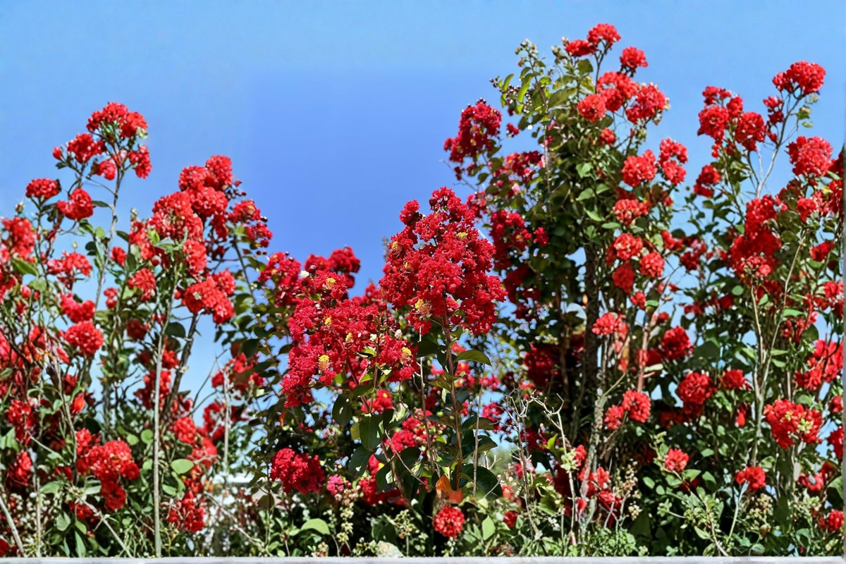 Dynamite Crape Myrtle Lagerstroemia indica ‘Dynamite’ 4–6 ft Live Tree