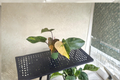 Philodendron Orange Princess Live Plant - Variegated Tropical Foliage (Rooted Plant/Cutting)