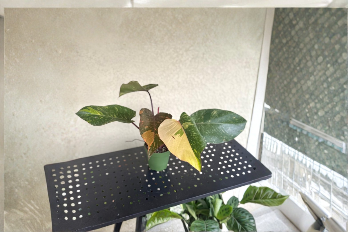 Philodendron Orange Princess Live Plant - Variegated Tropical Foliage (Rooted Plant/Cutting)
