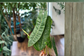 Philodendron Billietiae Live Plant - Rooted 3-4 Inch Pot, Rare Tropical Aroid