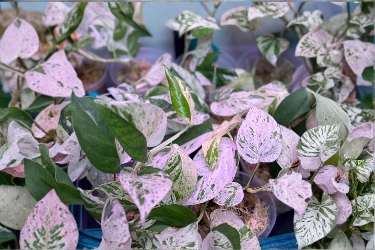 Epipremnum Pinnatum Marble Live Plant Starter Cutting / Rooted Plant