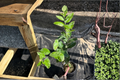 Variegated Pink Lemon Tree Live Plant | Starter Cutting or Rooted Citrus Plant