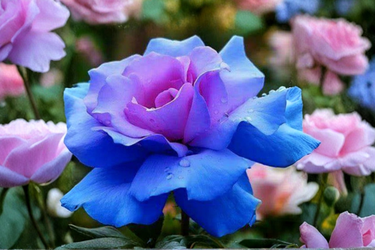 Blue Purple Rose Seeds - 20 Pack | Ornamental Flower Seeds for Garden Use