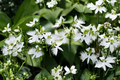White Dove Egret Flower Seeds - Habenaria radiata, 10 Seeds