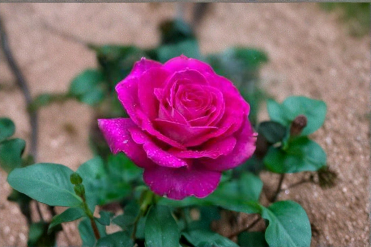 English Lady Pink Rose Seeds - 10 Seeds, Ornamental Shrub Flower, USA Seller
