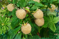 White Blackberry Seeds - 30 Pack | Rubus spp. - Edible Bramble Berry Seeds