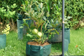 Rare Dwarf Guava Seeds - 20-Pack Psidium guajava