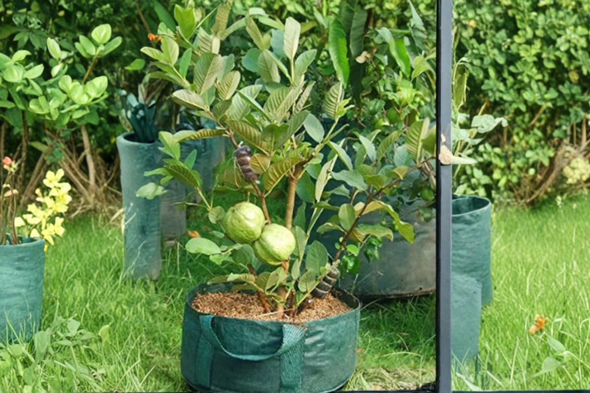 Rare Dwarf Guava Seeds - 20-Pack Psidium guajava