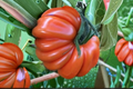 Goldman Italian American Tomato Seeds - 30 Beefsteak Tomato Seeds for Outdoor Gardens