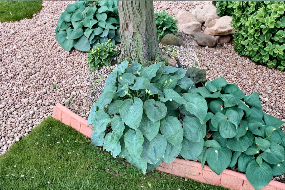 Humpback Whale Hosta - 3-Inch Pot Starter Plant