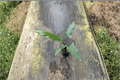 Alocasia Lauterbachiana Live Plant - Rooted 4" Pot | Rare Elephant Ear Houseplant