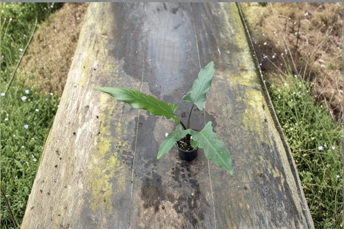 Alocasia Lauterbachiana Live Plant - Rooted 4" Pot | Rare Elephant Ear Houseplant