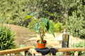 Alocasia Princeps Live Plant - Rooted 4" Pot