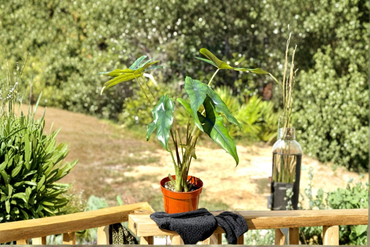 Alocasia Princeps Live Plant - Rooted 4" Pot