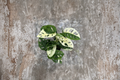 Monstera Adansonii Albo Variegated Live Plant - 4 Inch Pot