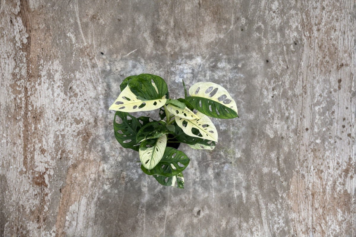 Monstera Adansonii Albo Variegated Live Plant - 4 Inch Pot