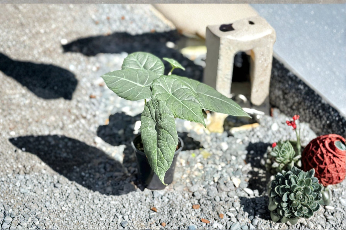 Alocasia Maharani Live Plant - Fully Rooted 4-Inch Pot