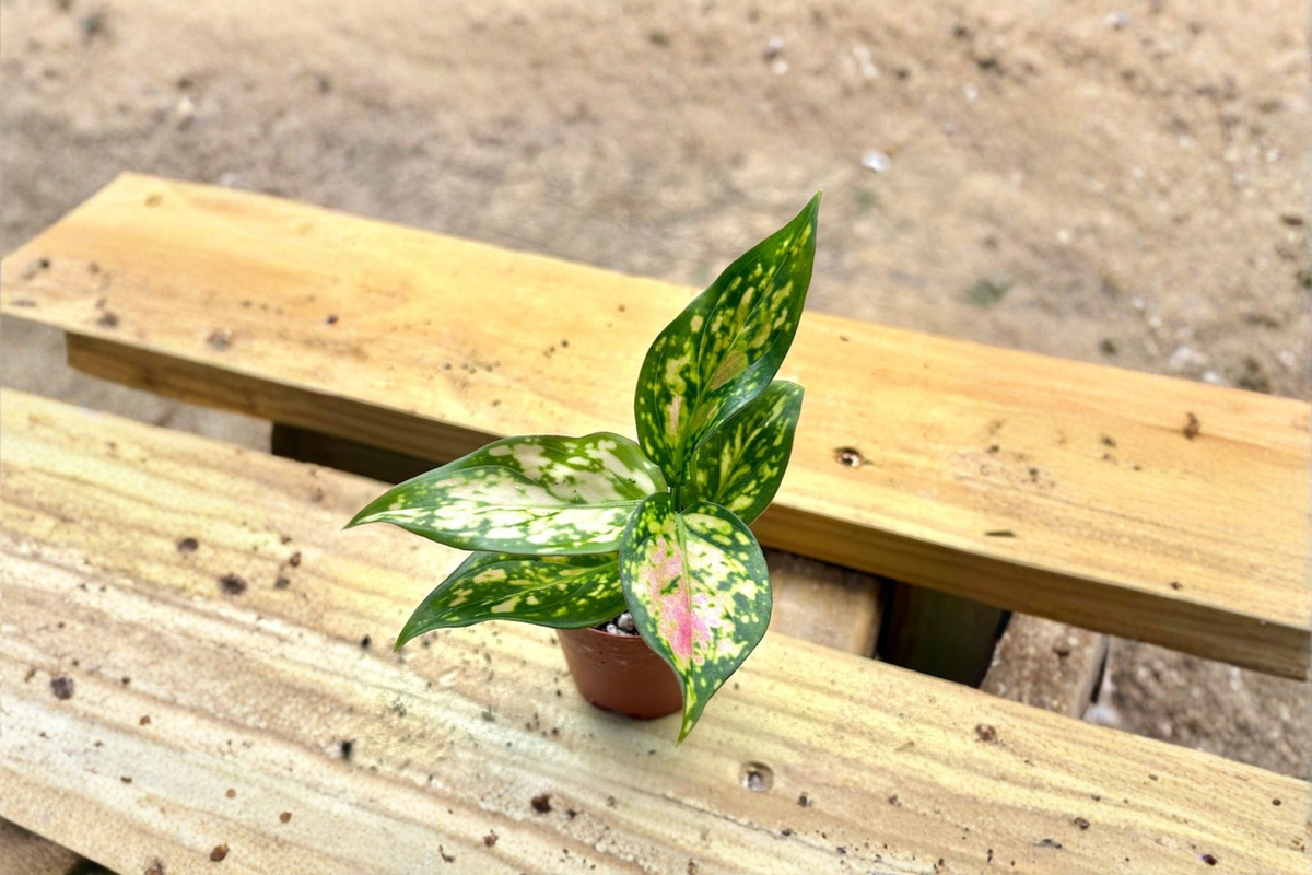 Aglaonema Wishes Pink Variegated Chinese Evergreen Live Plant - 2 Inch Starter