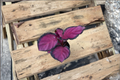 Calathea Rosy Live Plant Starter | 2 Inch Pot – Rooted Node
