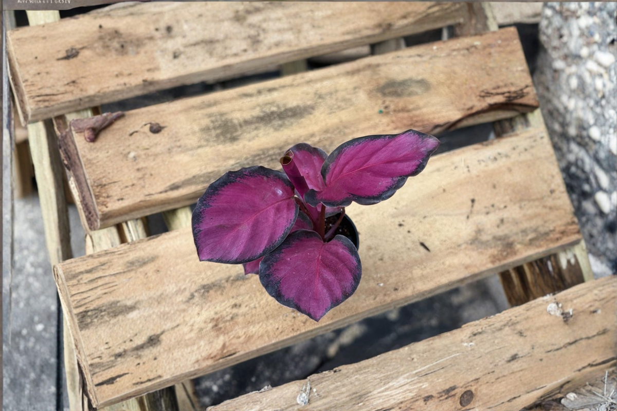 Calathea Rosy Live Plant Starter | 2 Inch Pot – Rooted Node