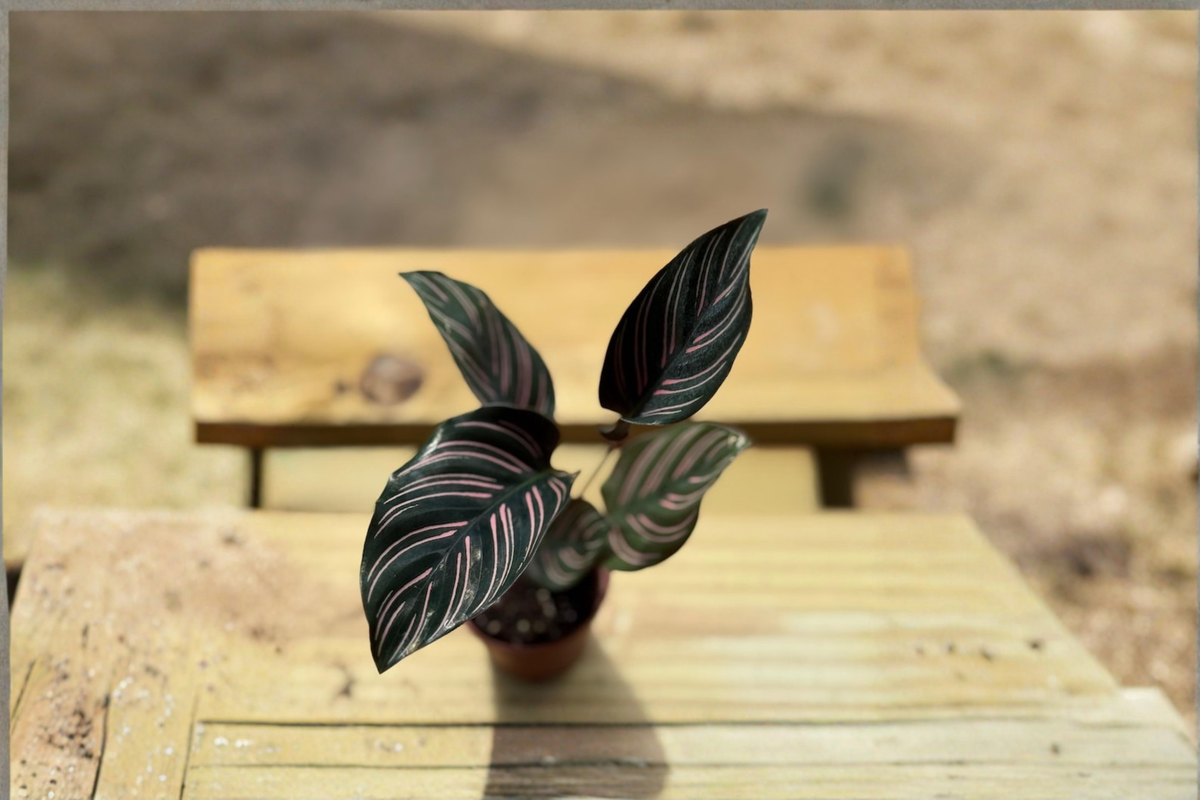 Calathea Ornata Pink Pinstripe Live Plant | 2 Inch Starter Pot