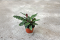 Calathea Lancifolia Rattlesnake Prayer Plant | 2 Inch Starter Live Plant