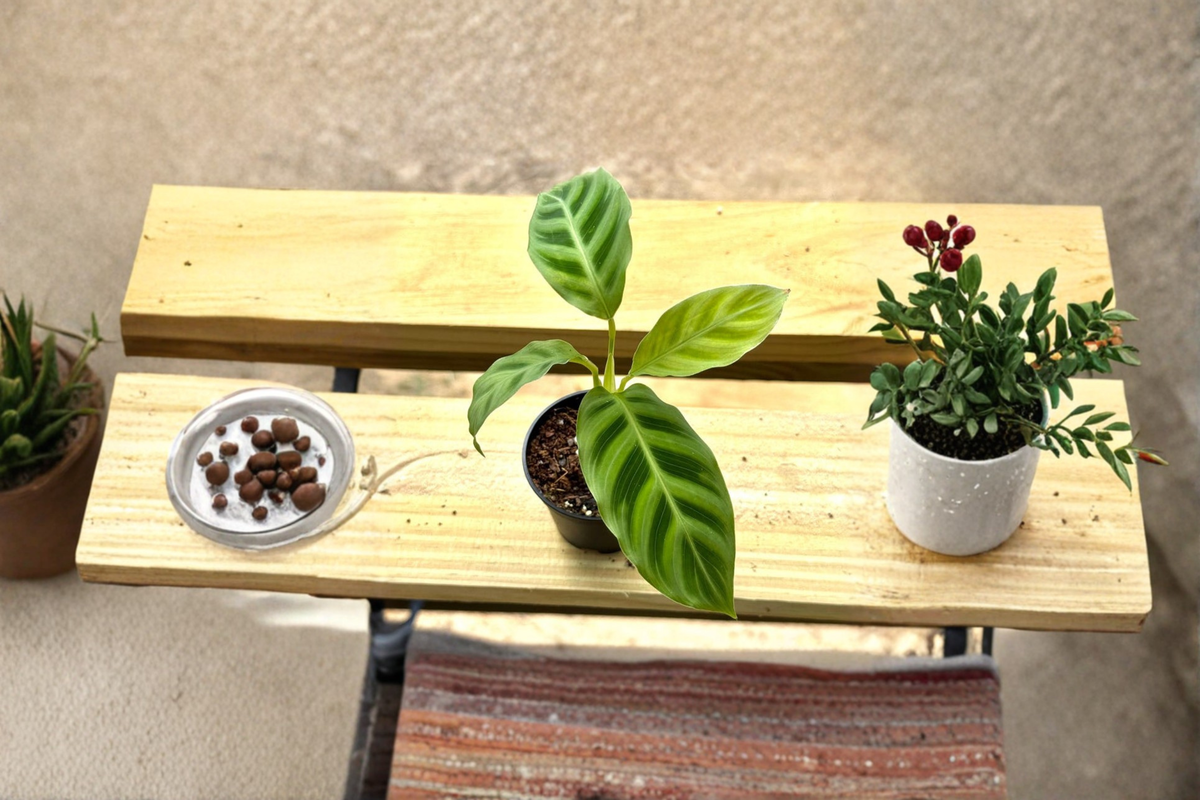 Calathea Zebrina Live Plant Starter in 2 Inch Pot | Cat Safe, Indoor Tropical