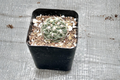 Gymnocalycium baldianum (Dwarf Chin Cactus) - 2 Inch Starter Pot