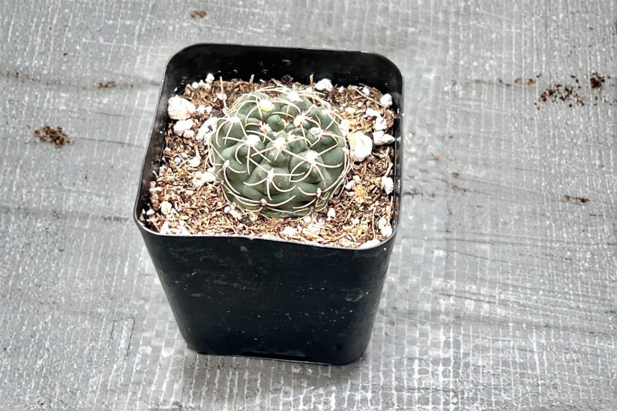 Gymnocalycium baldianum (Dwarf Chin Cactus) - 2 Inch Starter Pot