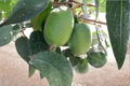 Kakariki Pineapple Guava Acca sellowiana Live Plant - 1 Gallon Pot