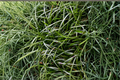 Mondo Grass Plugs Bare Root – 50 Live Starter Plants (Ophiopogon japonicus) Ground Cover