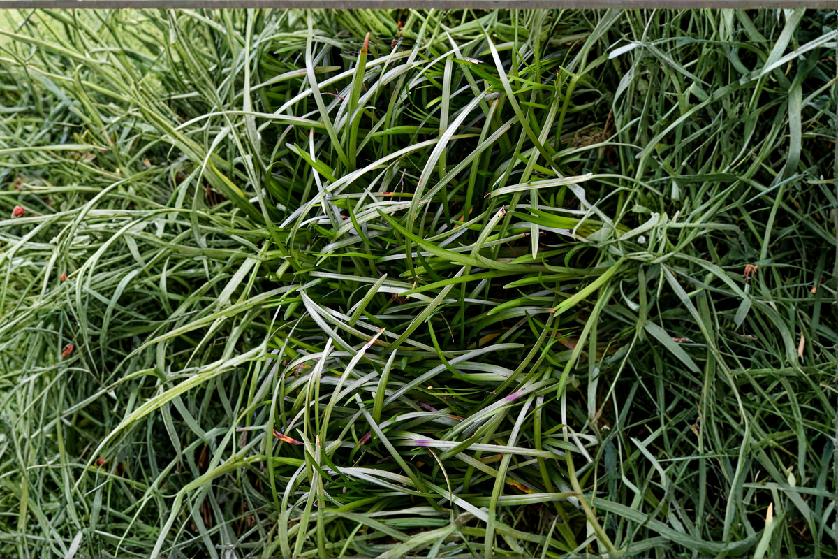 Mondo Grass Plugs Bare Root – 50 Live Starter Plants (Ophiopogon japonicus) Ground Cover