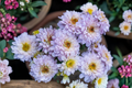 Lilac Pink King Chrysanthemum Live Starter Plant – Bare Root 6–11" Tall