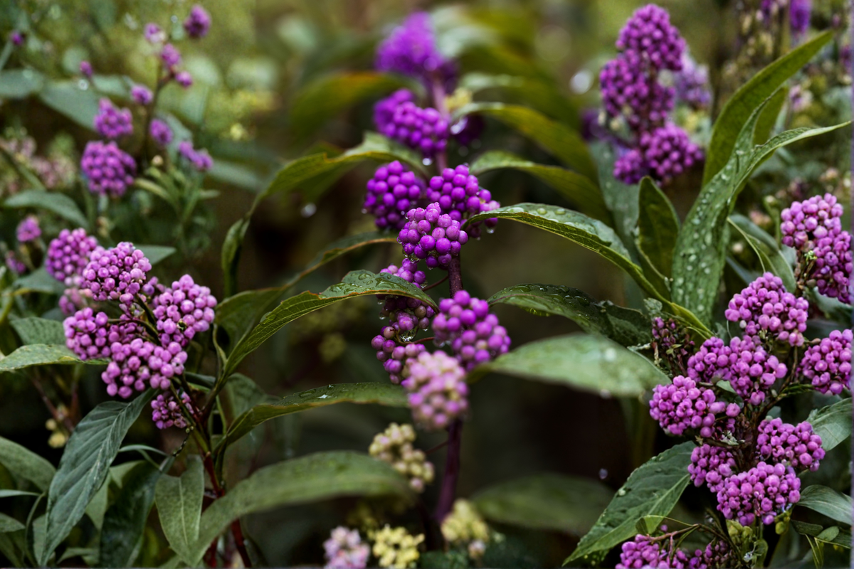 Purple American Beautyberry Live Plant (Callicarpa americana) Bare Root Starter Shrub