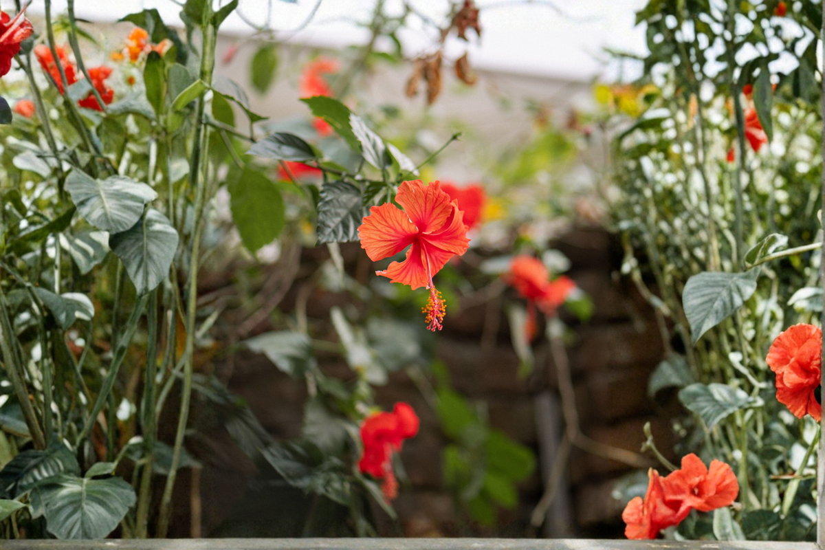 Madagascar Hibiscus Starter Plant | Hibiscus moscheutos Rooted Starter Plant 3–5 in