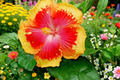 Madagascar Hibiscus Live Starter Plant - Rooted 3–5 in Hibiscus moscheutos
