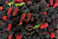 Dwarf Everbearing Mulberry Live Plant Starter Plant Morus nigra 3–15 Inches